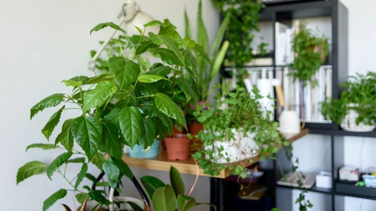 Plantele care influențează aerul din casă; la ce distanță trebuie așezate, una față de alta, pentru a purifica eficient aerul