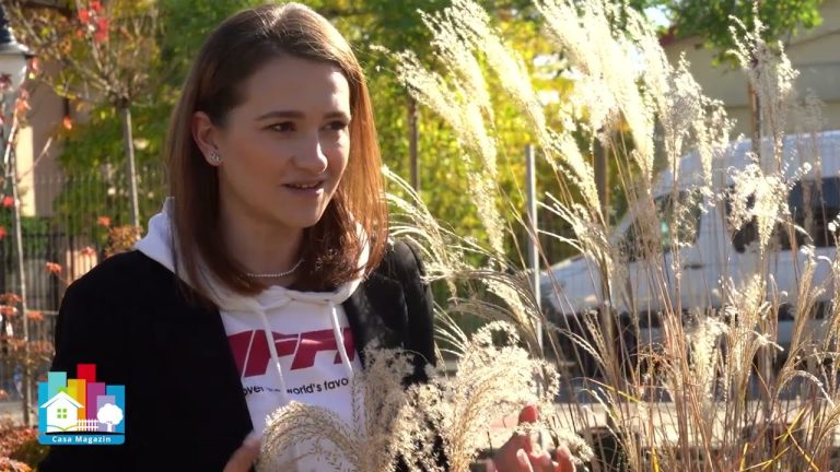 Ghid practic pentru amenajarea unei grădini – Episodul 3. Pregătirea terenului, alegerea plantelor și construirea aleilor/VIDEO