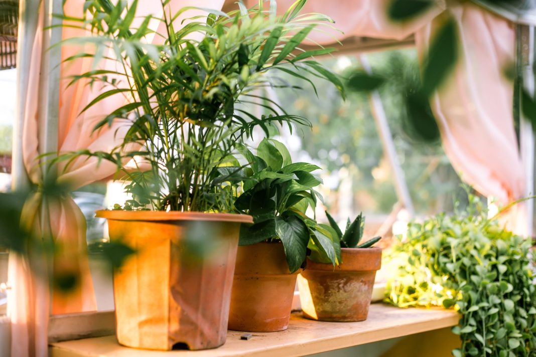 Cum construiești un suport pentru ghivece pe balcon. Sursa foto Vietnam Tri Duong Photographer-Pexels